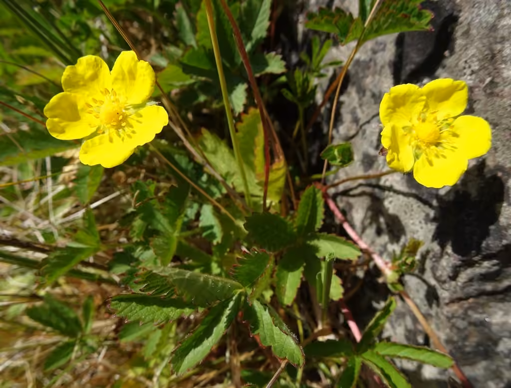 Potentille rampante, En fleurs