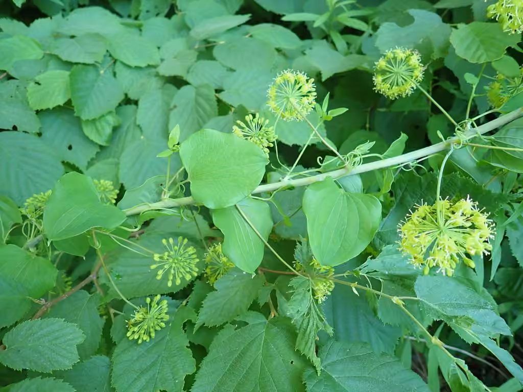Smilax herbacé