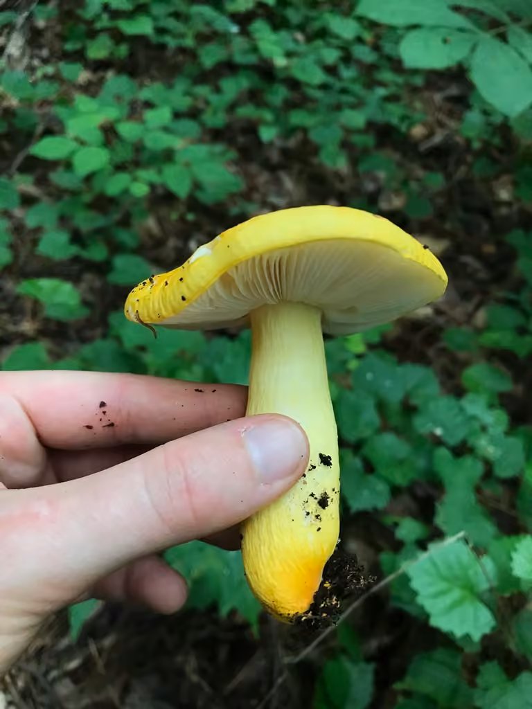 Russula flavida, photo 1 of 5