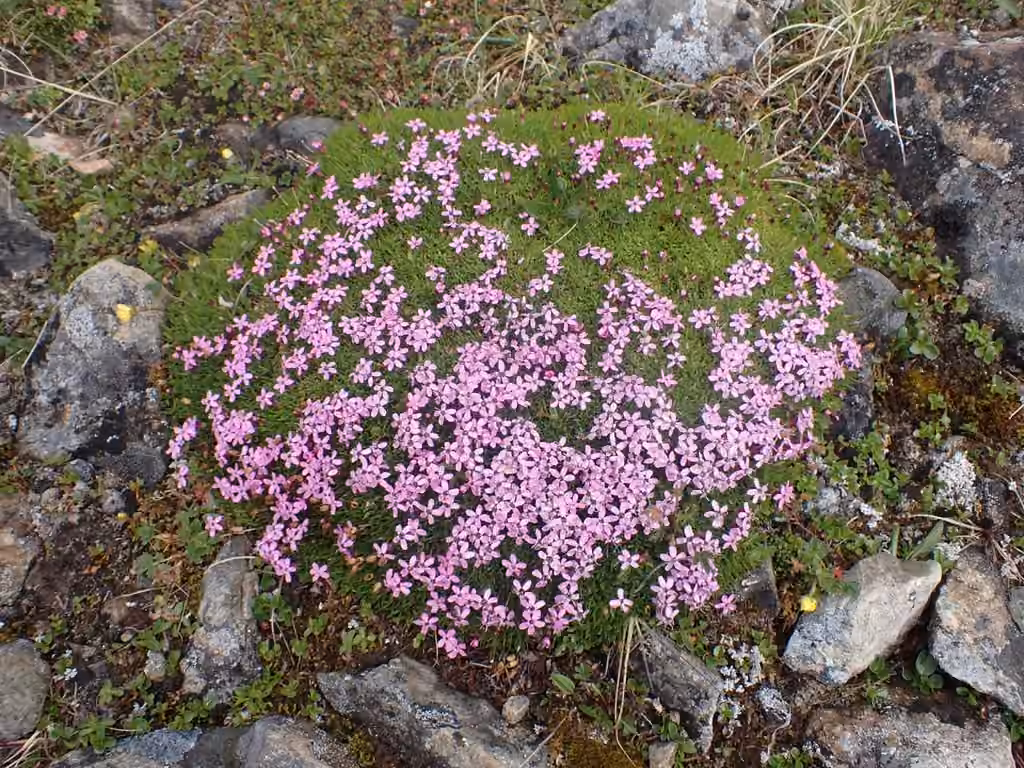 Moss campion, In flower