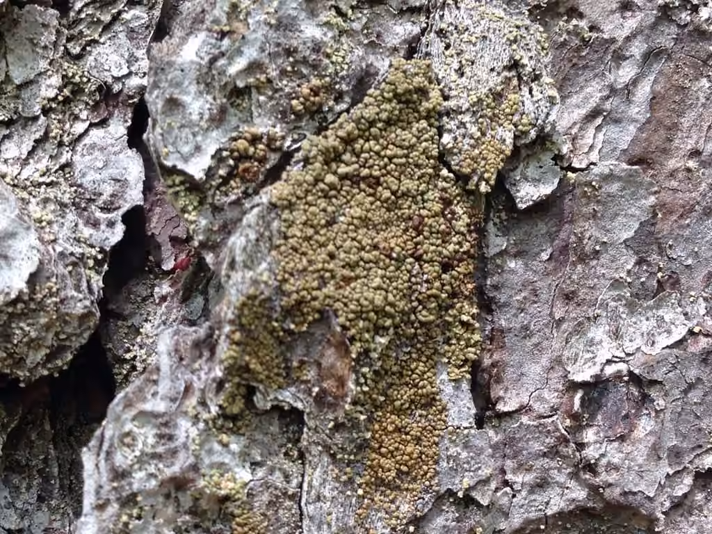Ombilicaire des forêts anciennes, photo 3 sur 5