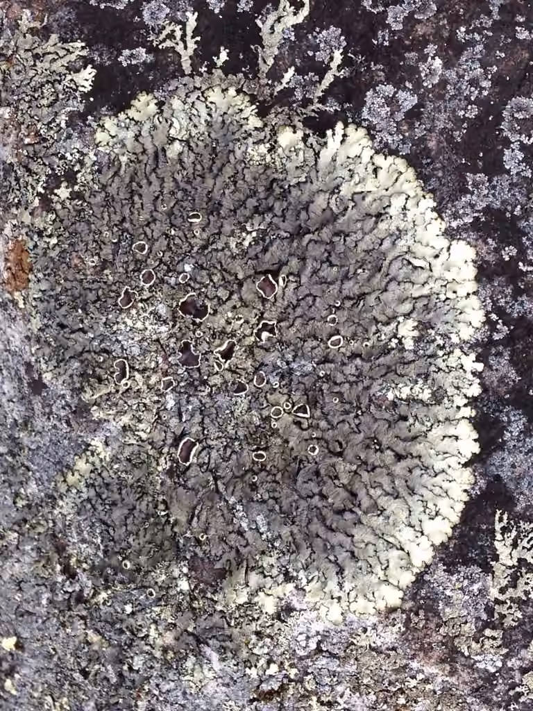 Narrow-lobed Rock-shield, photo 3 of 5