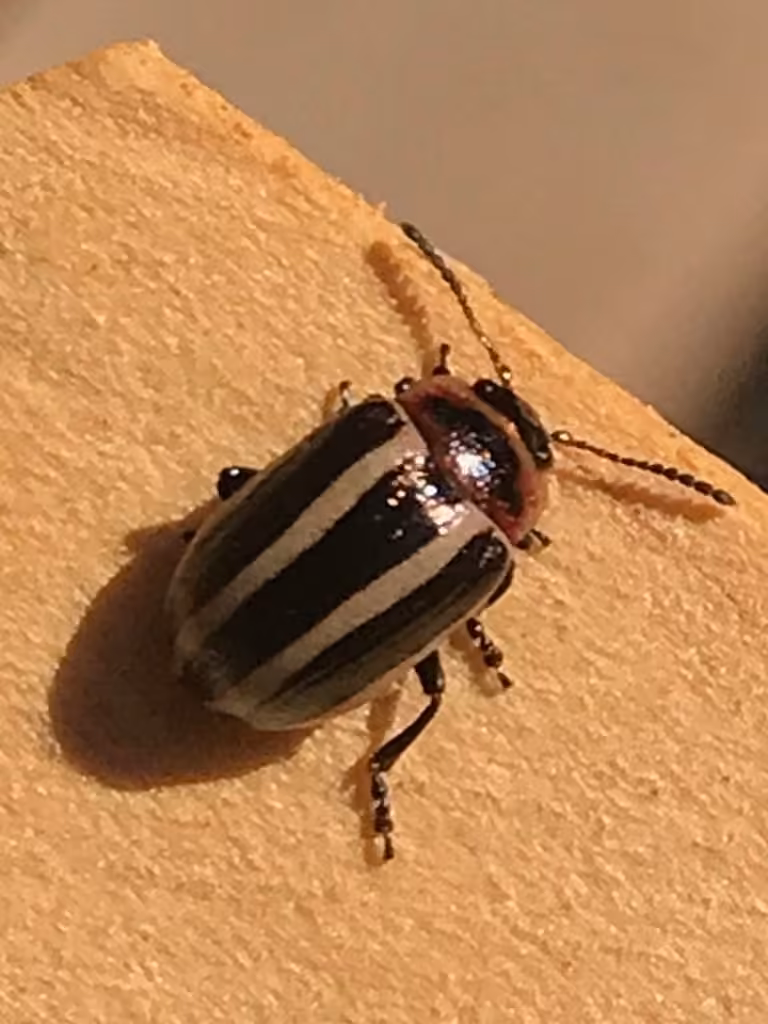 Coreopsis Beetle, photo 3 of 5