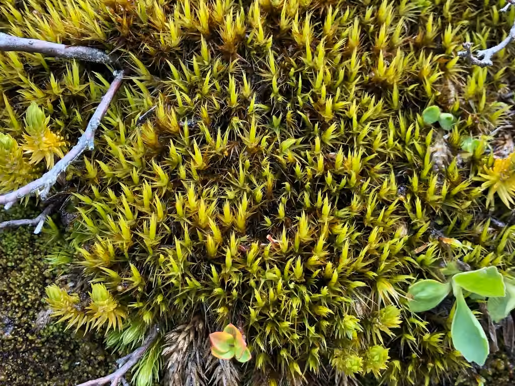 Confusing broom moss, photo 1 of 5