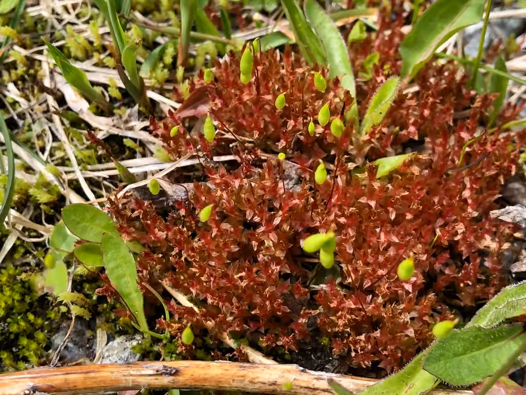 Pale Thread-moss, photo 2 of 5