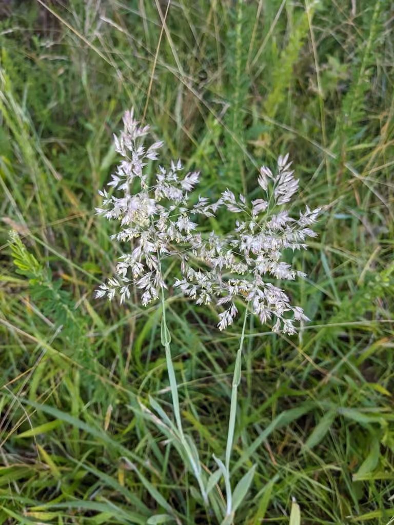 Velvetgrass, photo 1 of 5