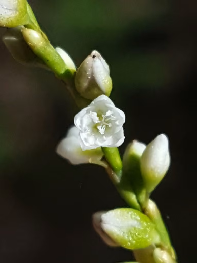 Renouée ponctuée, En fleurs
