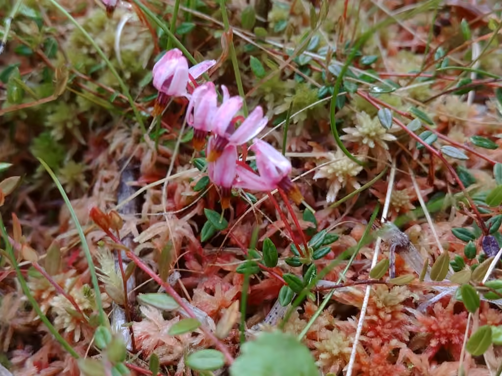 Small Cranberry, In flower