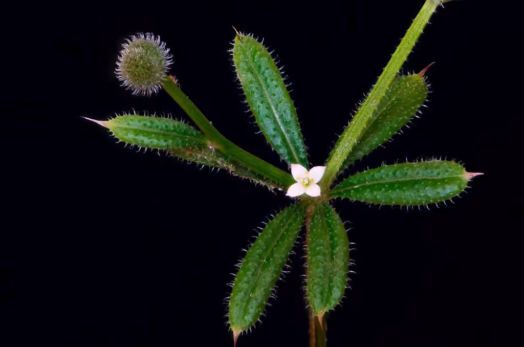Cleavers, photo 1 of 5