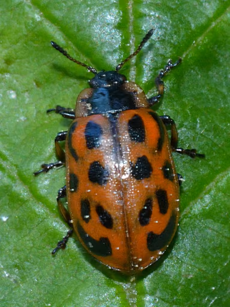 Maine Leaf Beetle