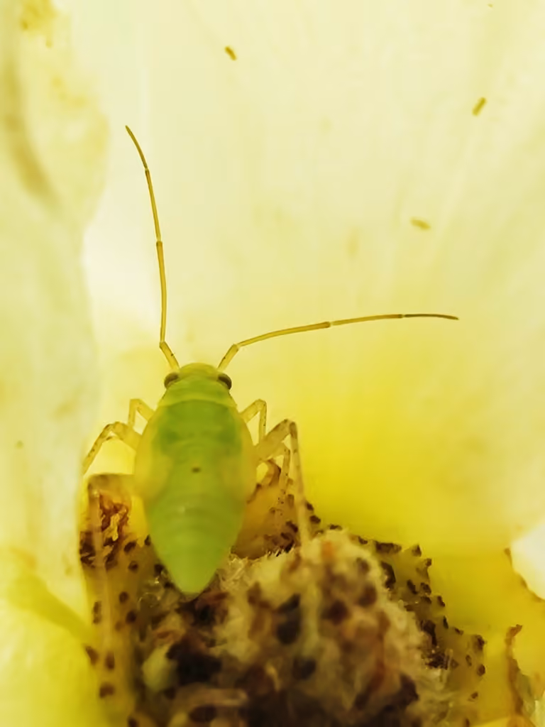 Neolygus contaminatus, photo 2 of 2