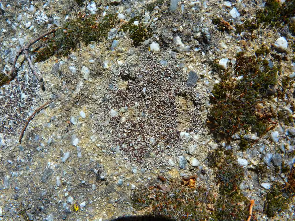 Lécanore champêtre, photo 3 sur 5