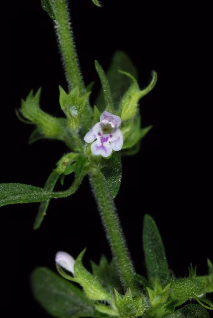 American false pennyroyal, In flower