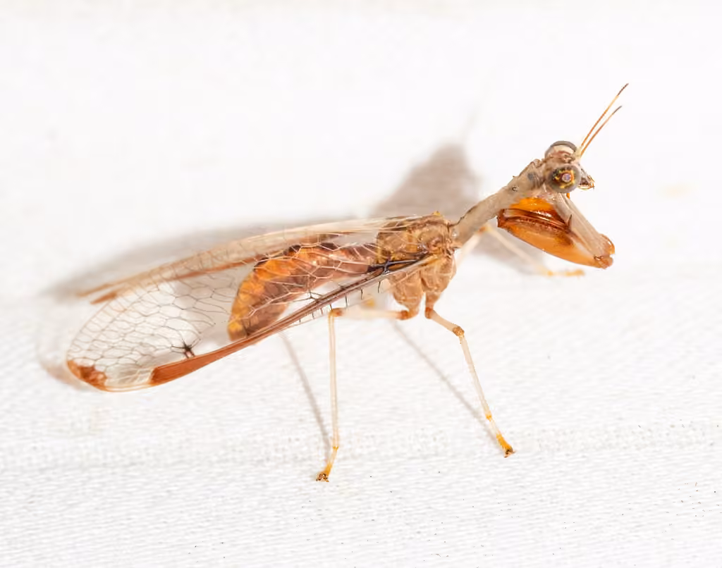 Four-spotted Mantisfly, photo 2 of 5