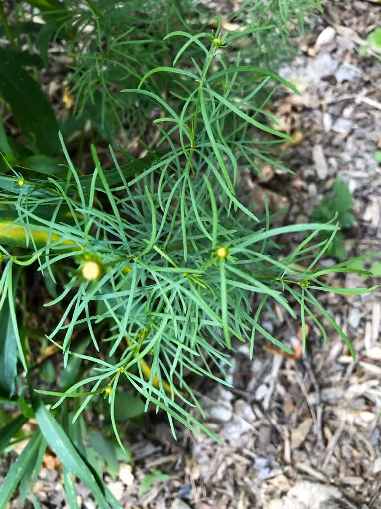 Whorled tickseed, photo 2 of 5