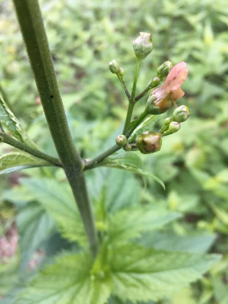 Lanceleaf figwort, Flower buds