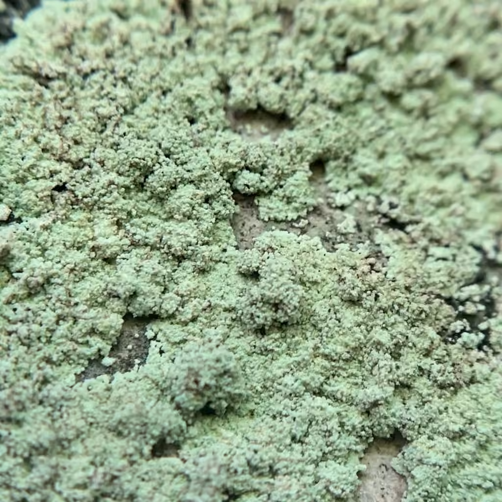 Fluffy Dust Lichen