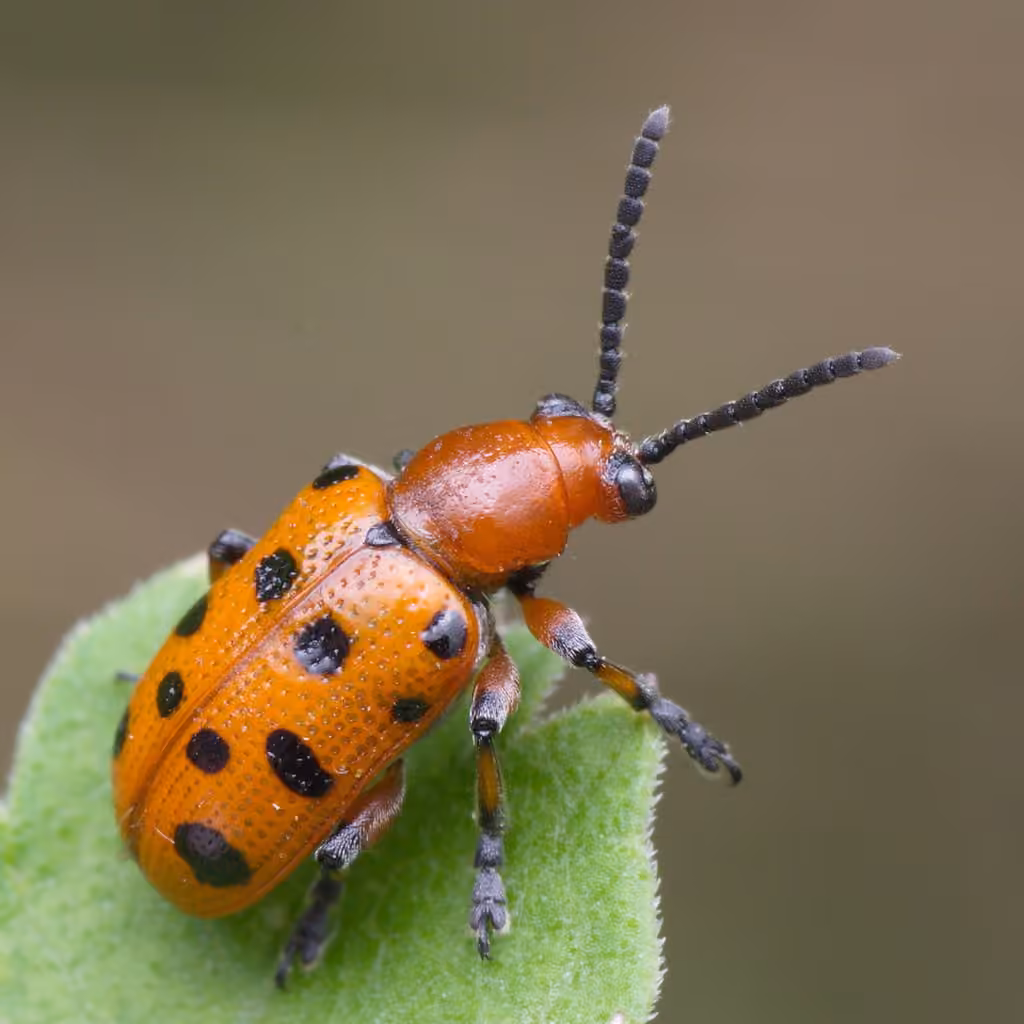 Spotted Asparagus Beetle, photo 2 of 5