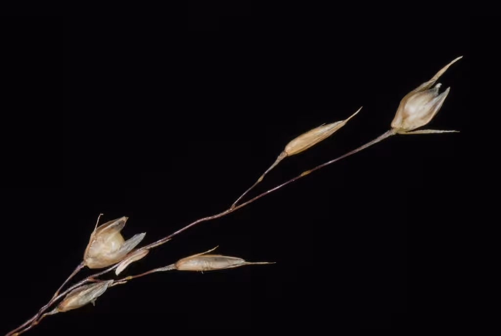 Northern dropseed, In fruit