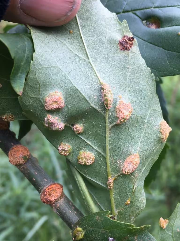 Ash rust, photo 2 sur 5