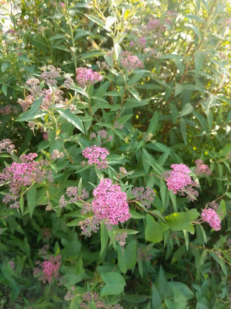 Spirée du Japon, En fleurs