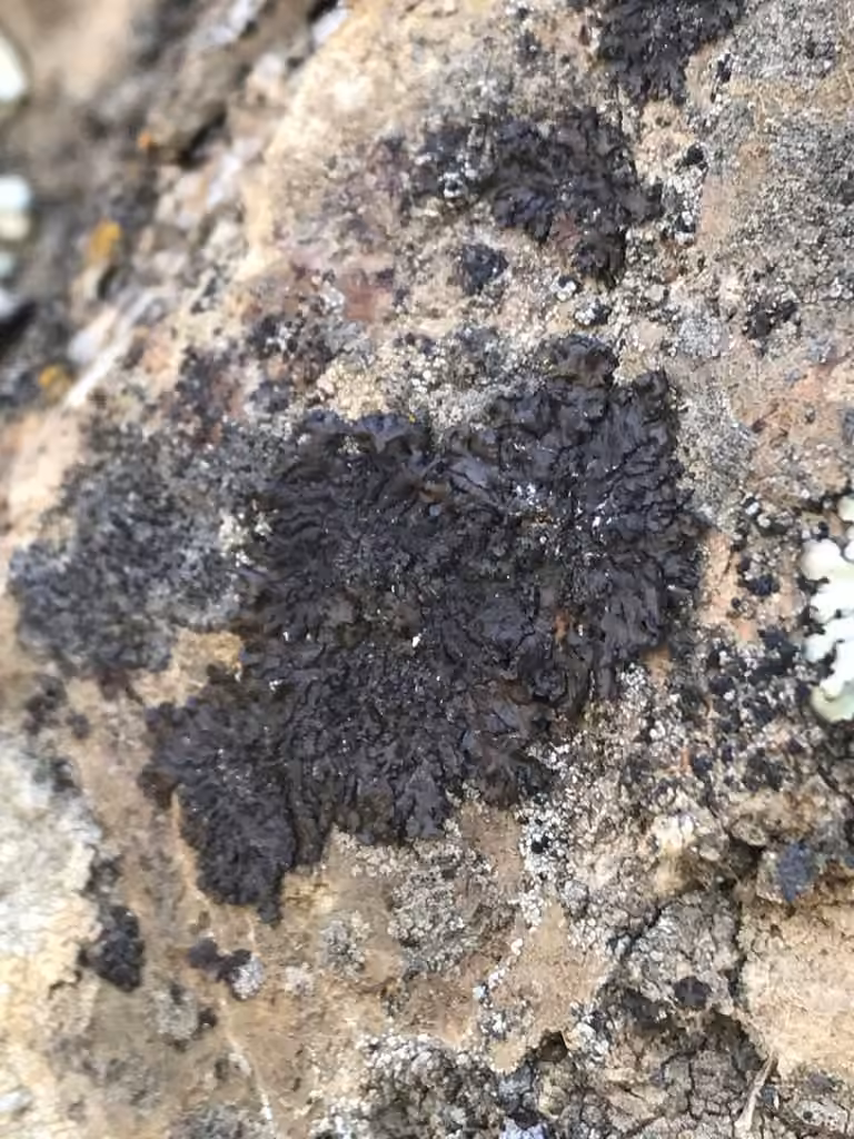 Elegant Camouflage Lichen, photo 2 of 3