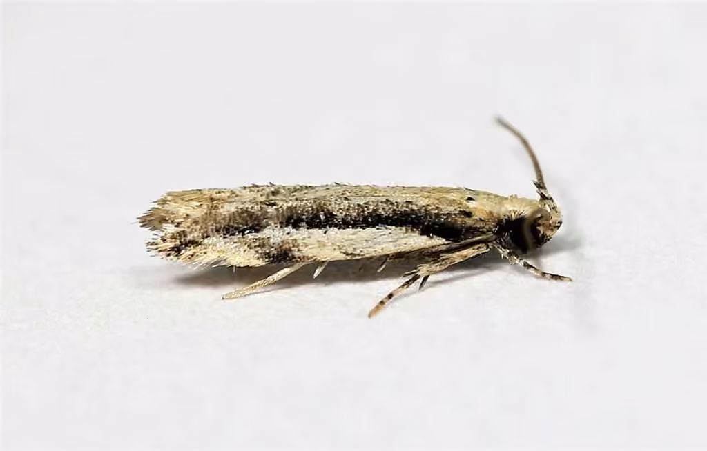 White-edged Coleotechnites Moth, Adult