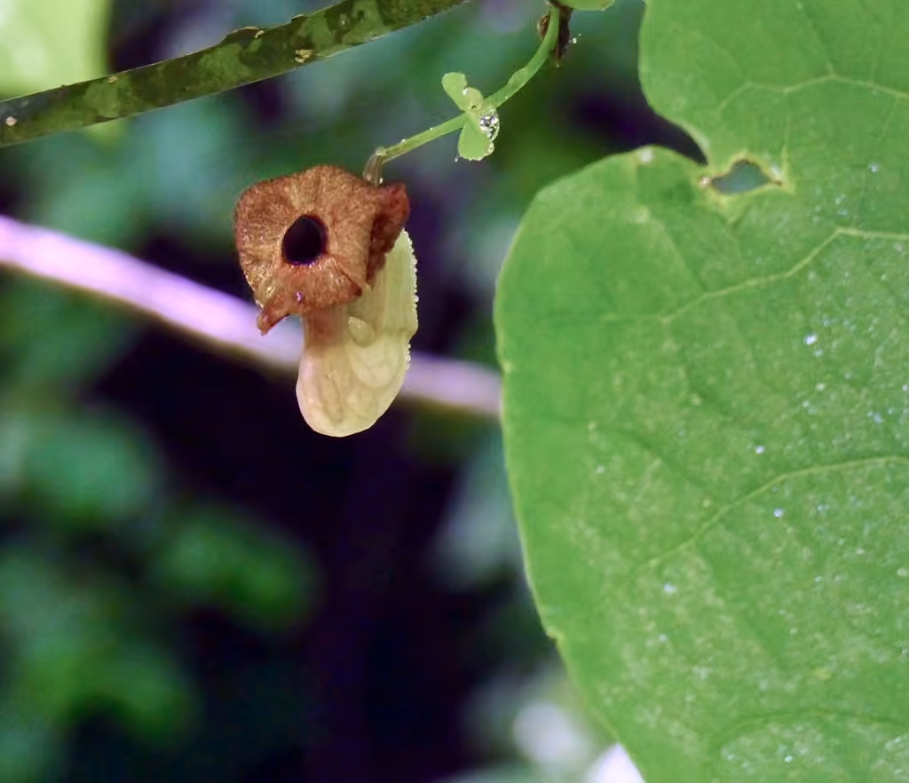 pipevine, photo 3 of 5