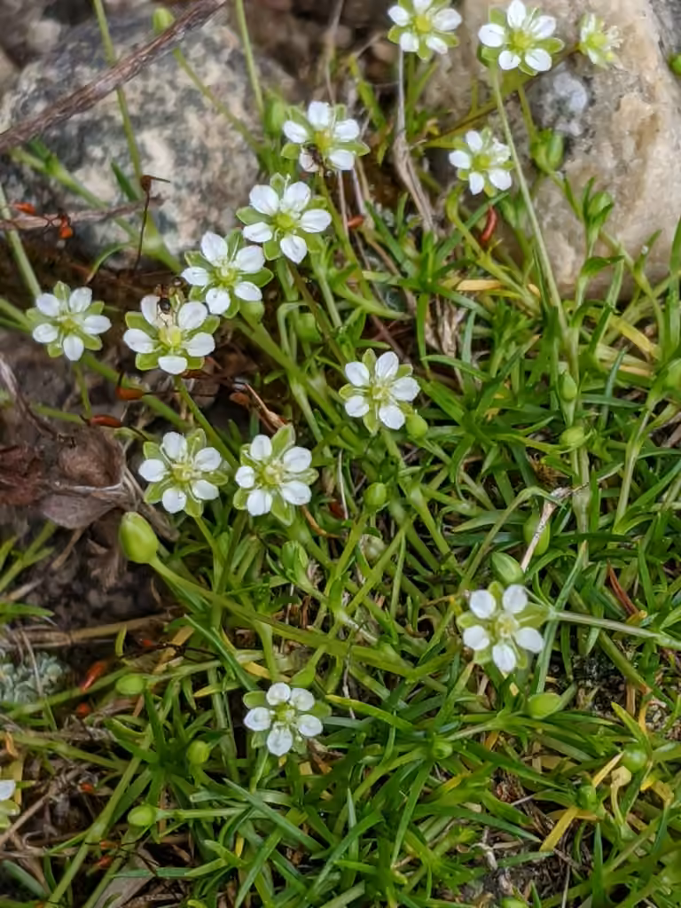 Alpine pearlwort