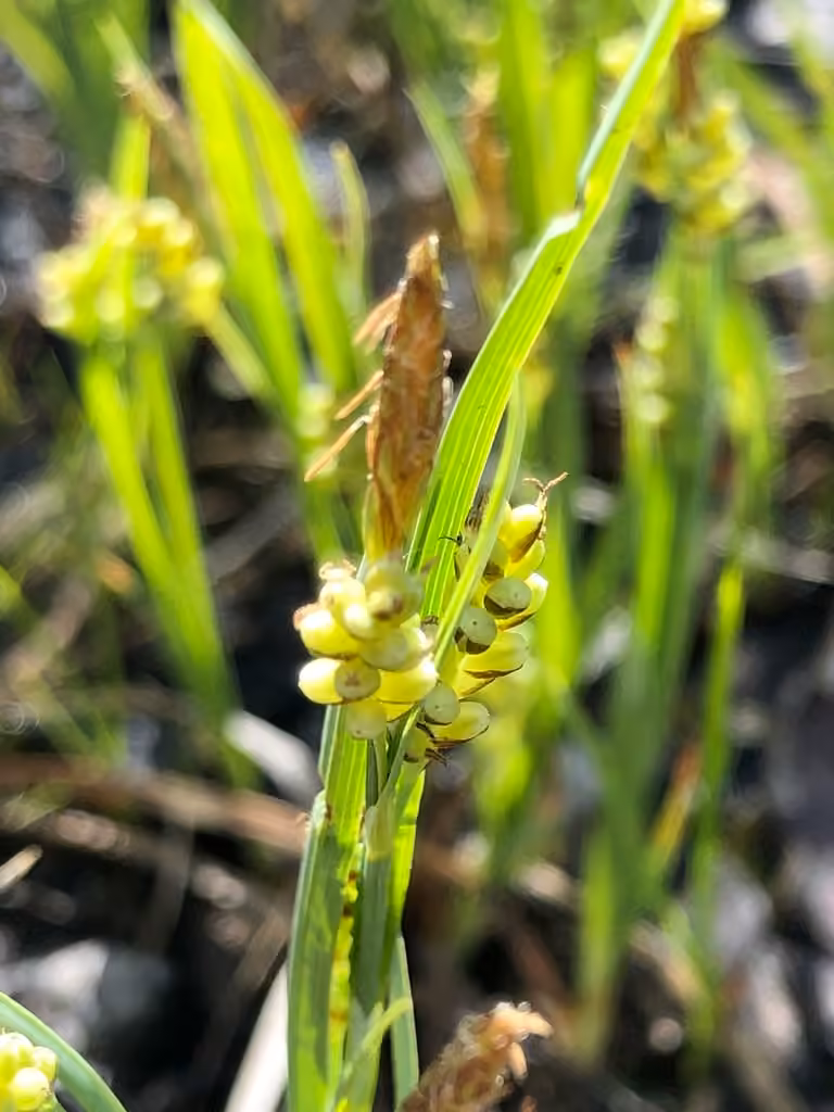Carex doré, En fleurs