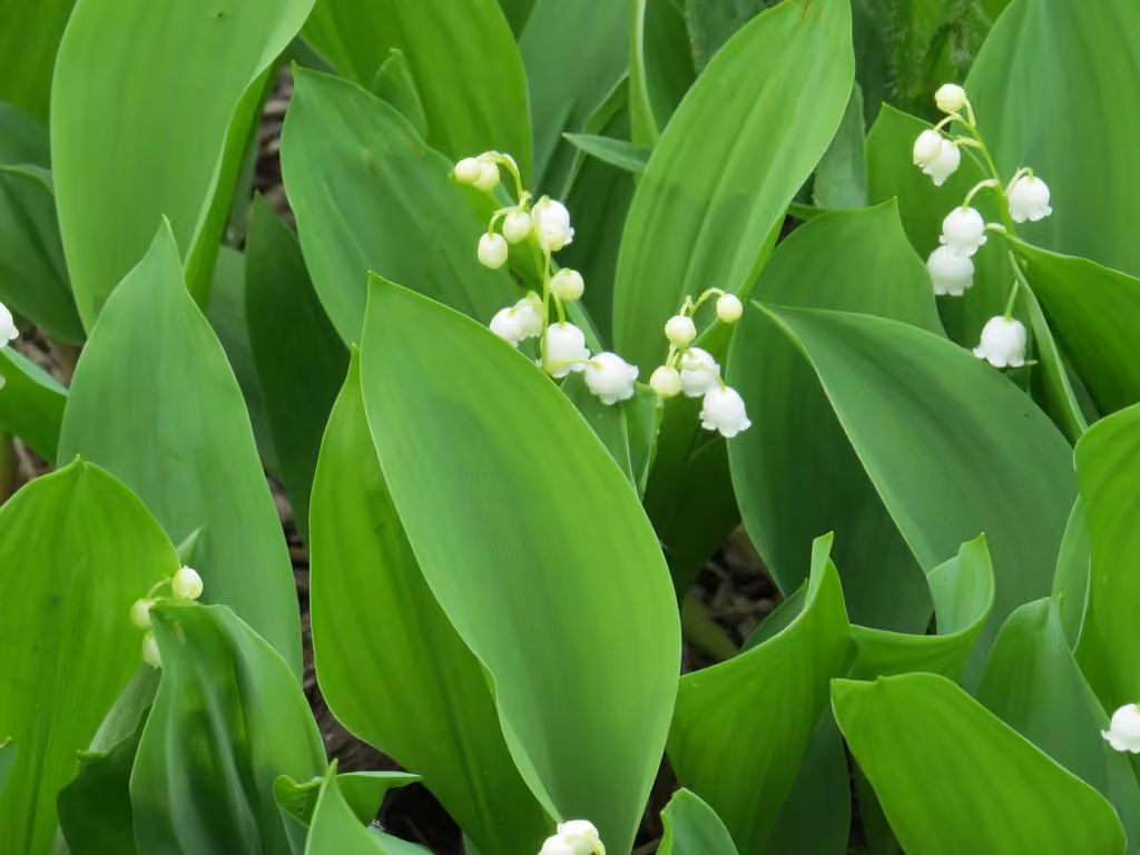 Muguet commun, En fleurs