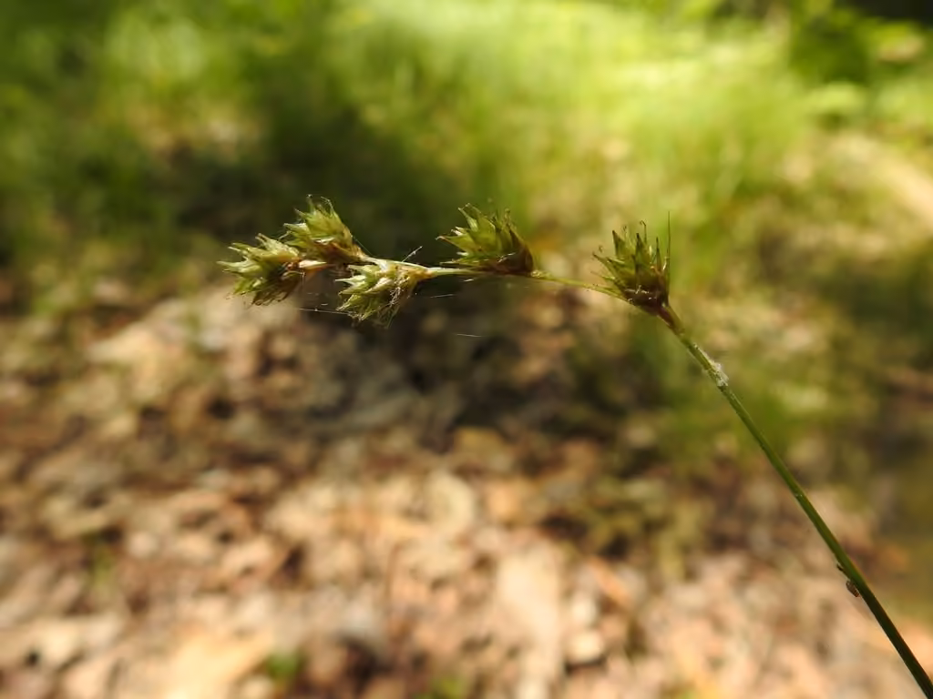 Carex tendre, photo 3 sur 5