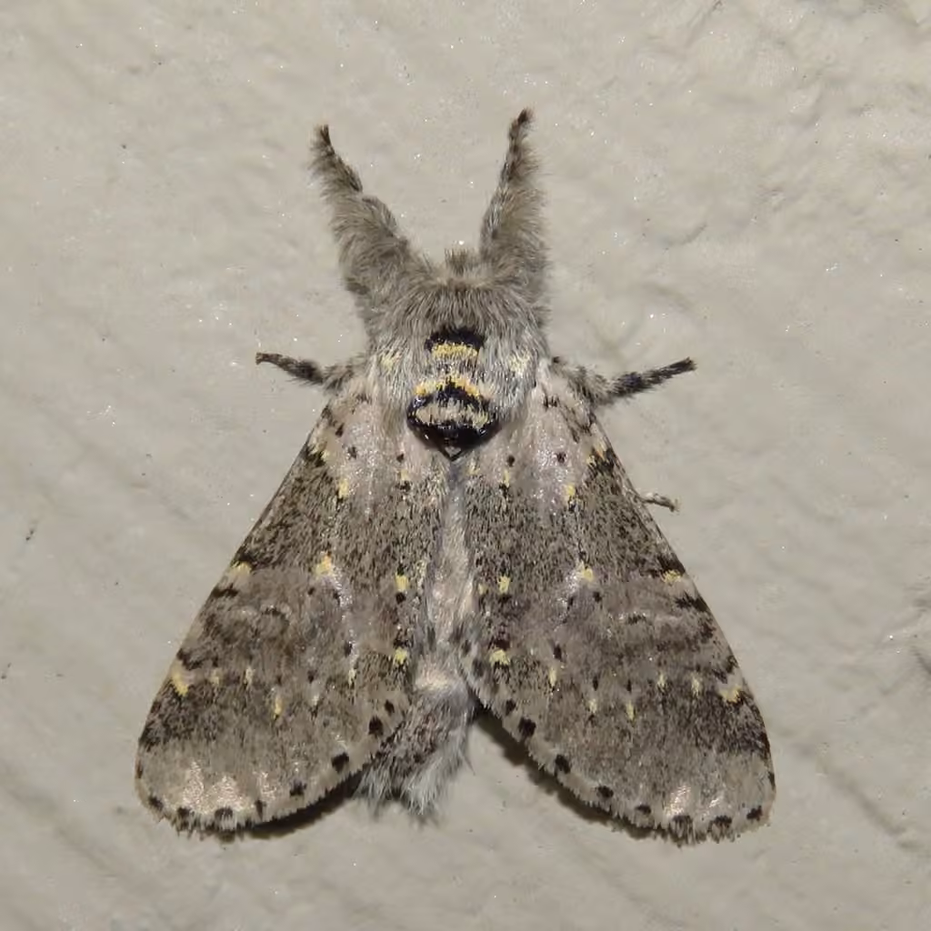 Gray Furcula Moth, Adulte