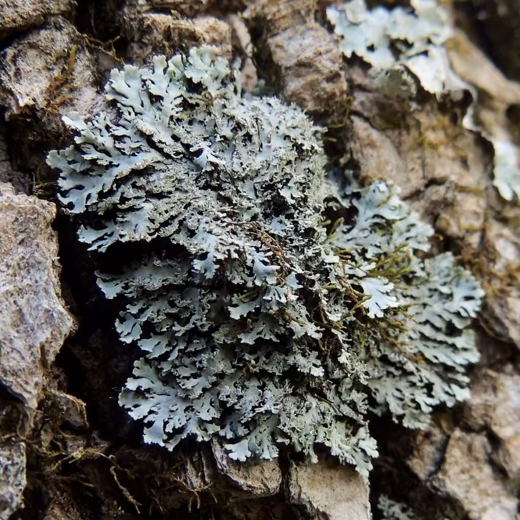 Scaly Fringe Lichen, photo 1 of 5