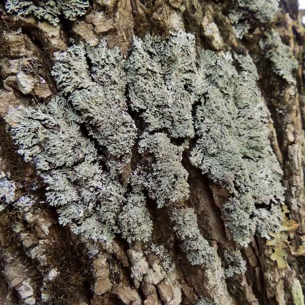Scaly Fringe Lichen, photo 2 of 5