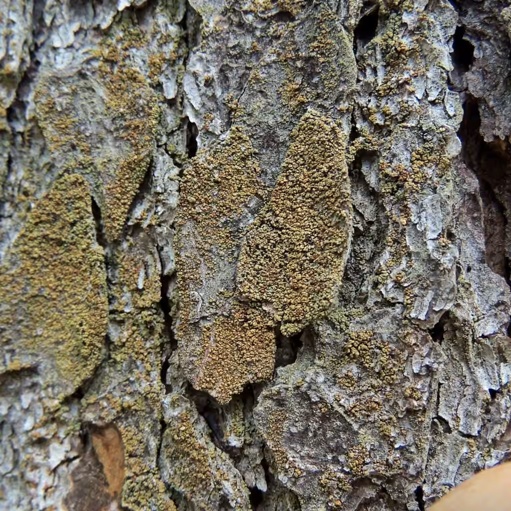 Ombilicaire des forêts anciennes, photo 2 sur 5