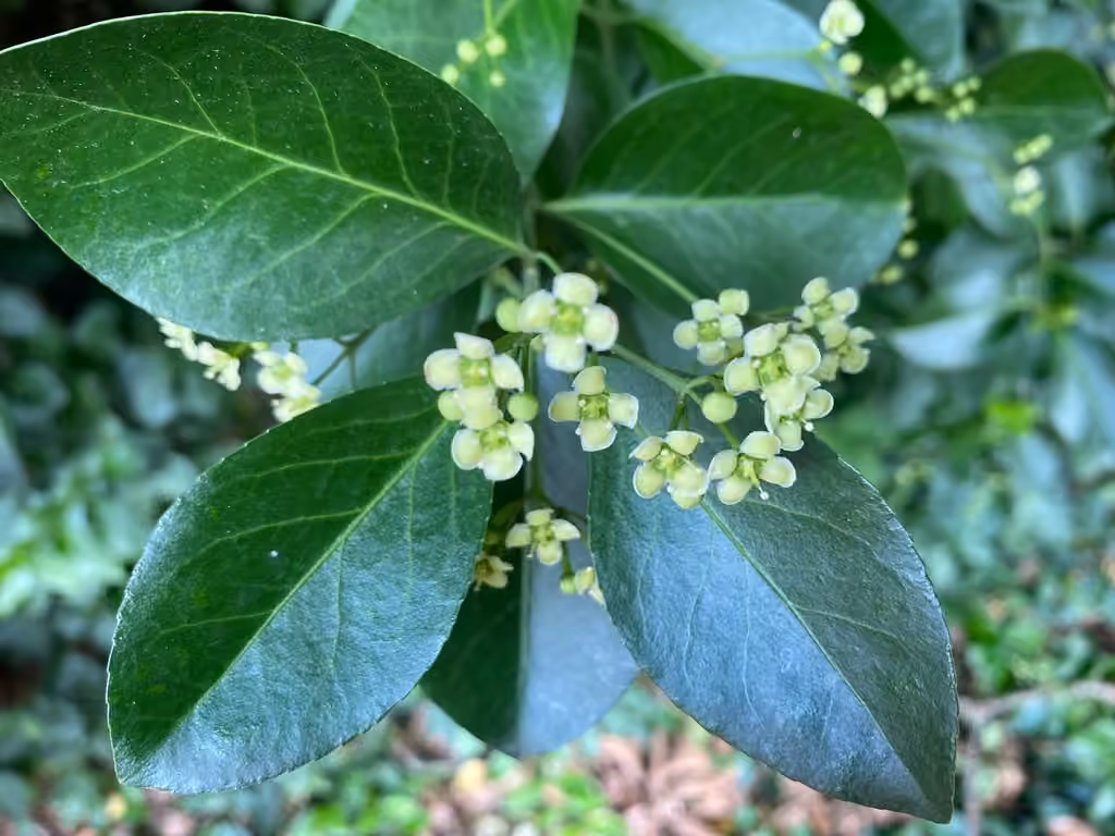 Fusain de Fortune, En fleurs