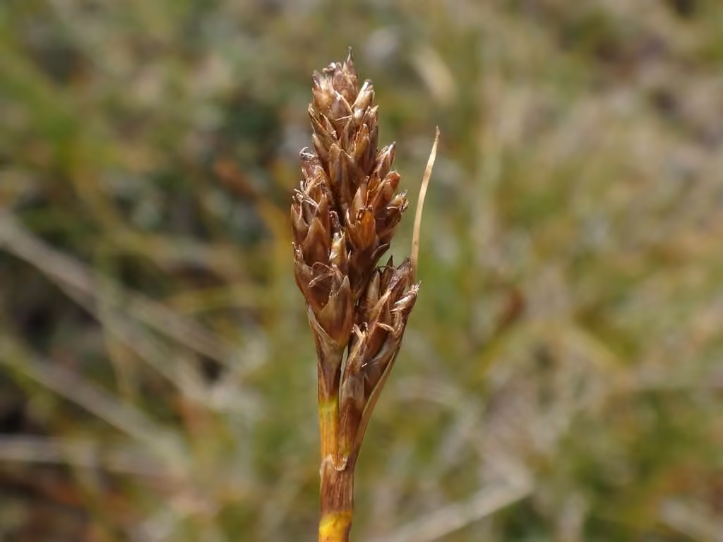 Carex simple, photo 1 sur 5