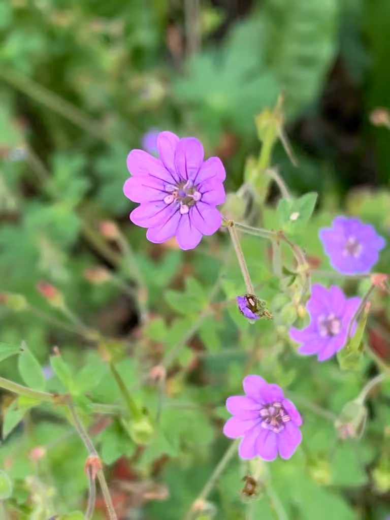 Géranium des Pyrénées, En fleurs