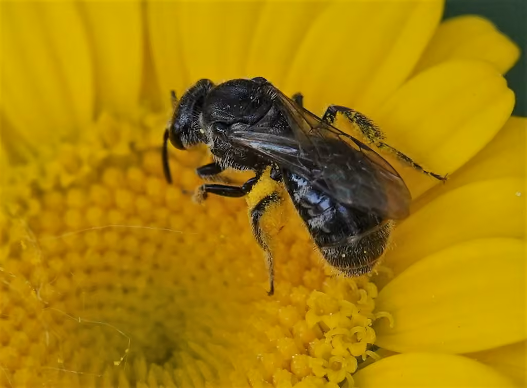 Rugose-chested Sweat Bee, photo 3 of 5