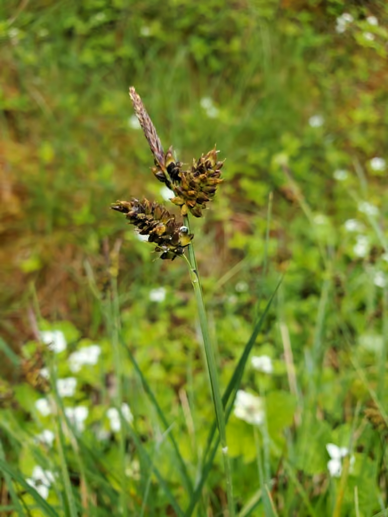 Variegated sedge, photo 1 of 5