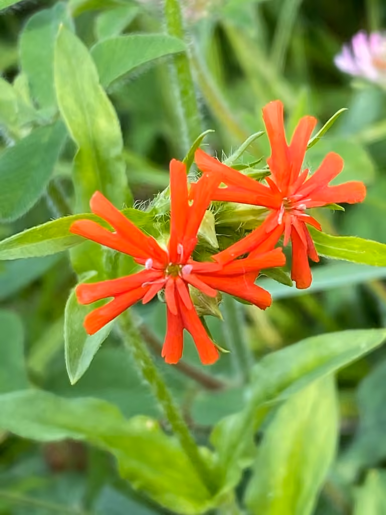 Silène de Chalcédoine, En fleurs