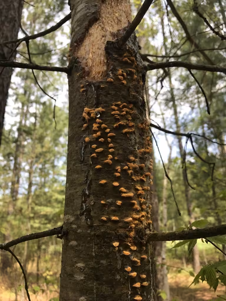 Rouille vésiculeuse de l'écorce des pins