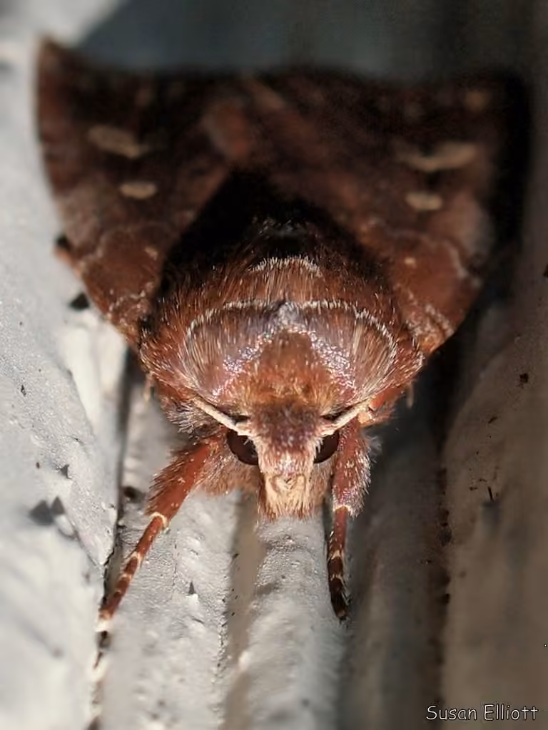 Reddish Speckled Dart, photo 2 sur 5