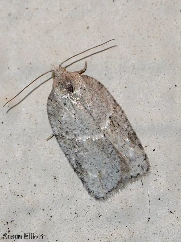 North American Black-headed Birch Leaffolder Moth, photo 3 sur 5