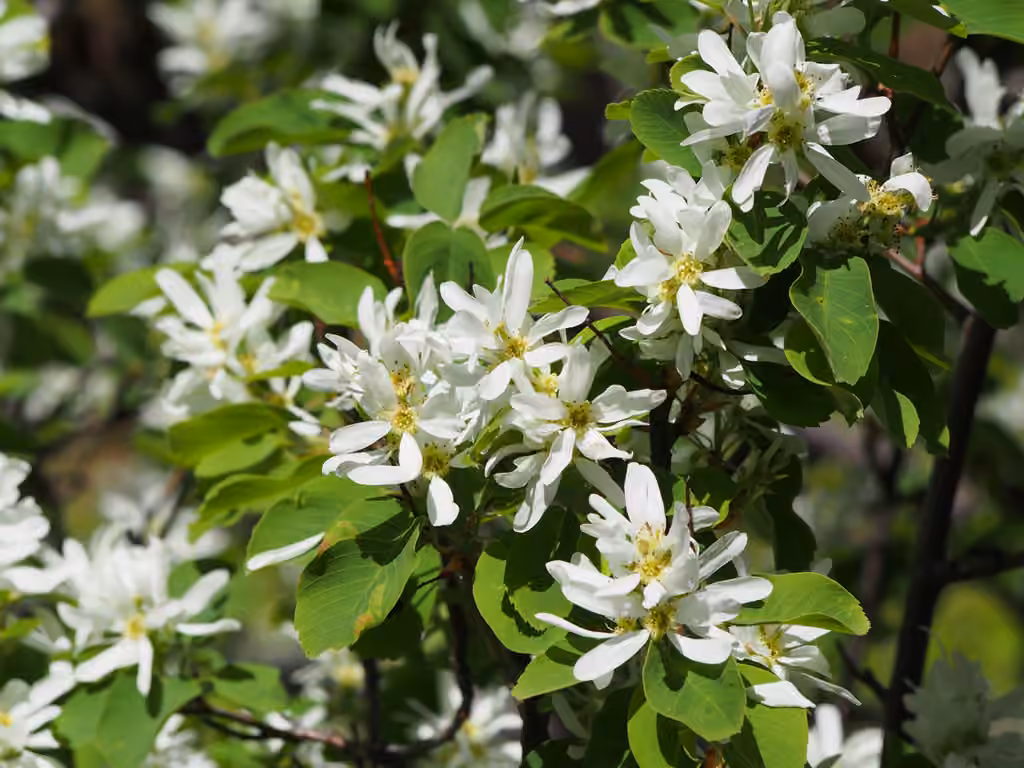 Amélanchier à feuilles d'aulne, En fleurs