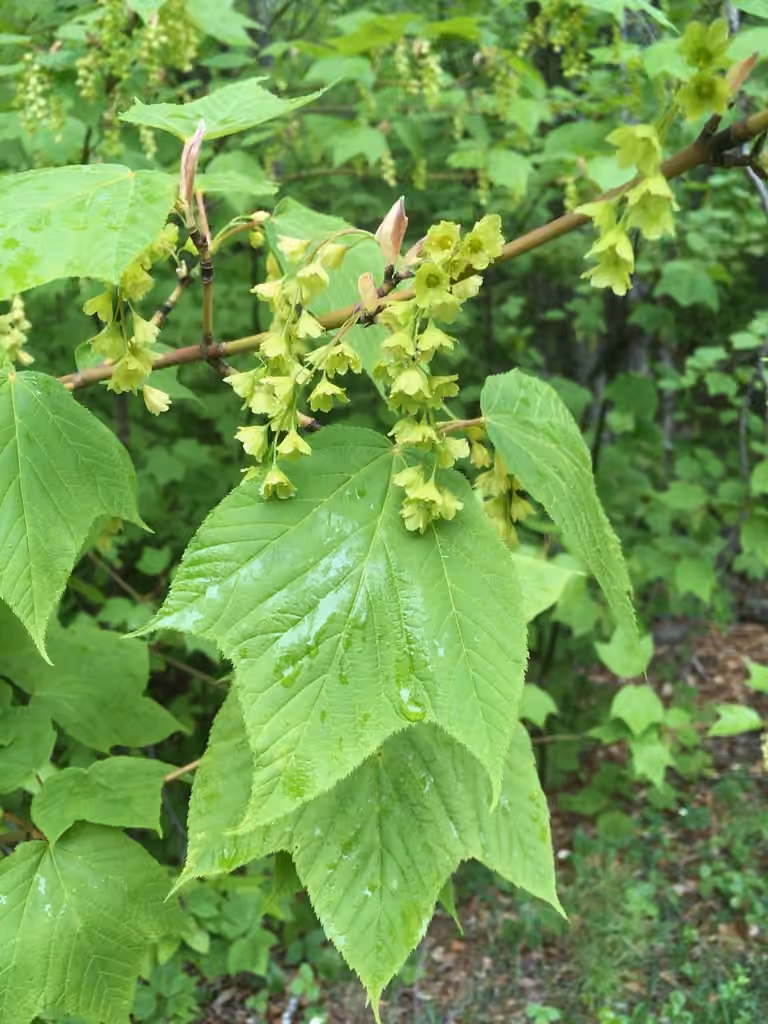 Érable de Pennsylvanie, photo 1 sur 5