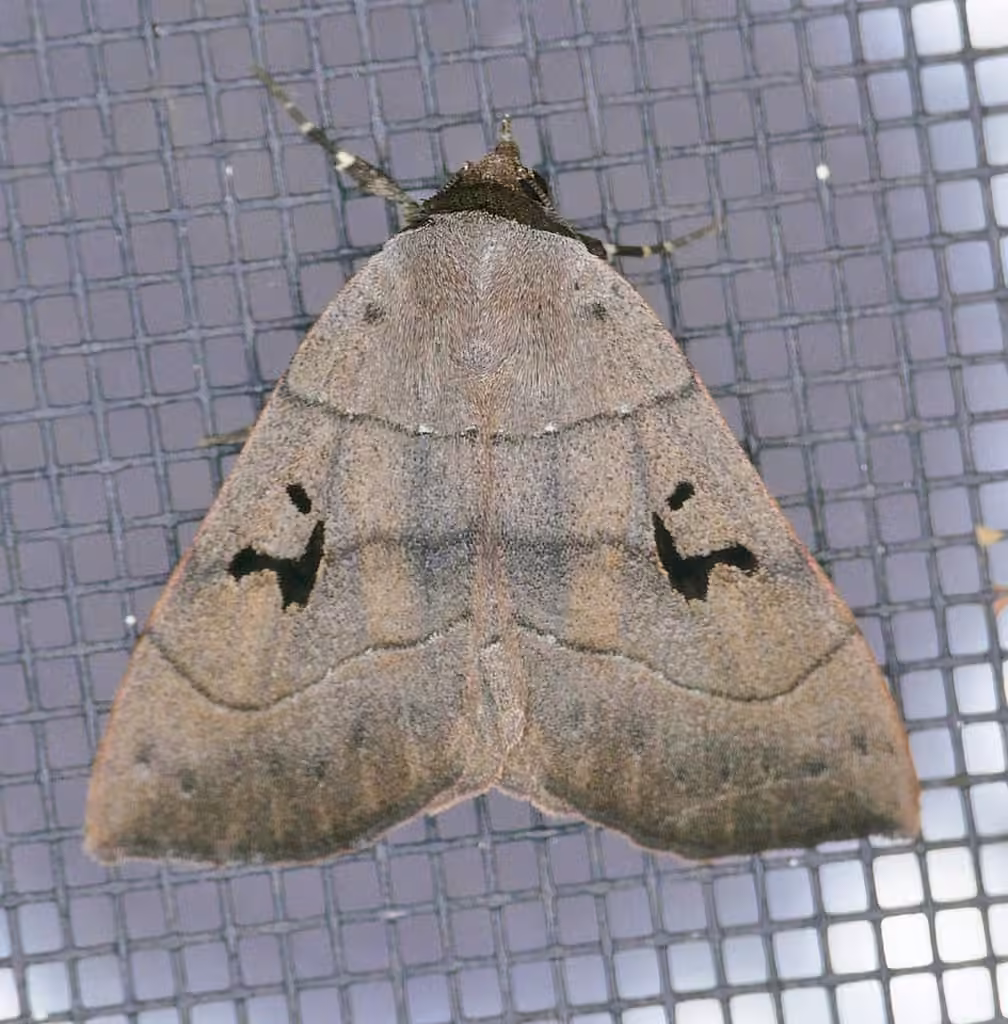 Brown Panopoda Moth, photo 2 sur 5