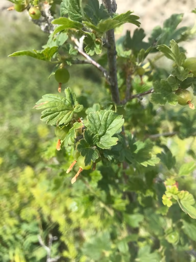 Groseillier du Nord, En fruits