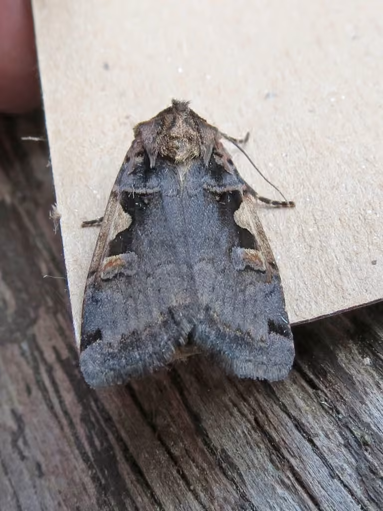 Greater Black-letter Dart, photo 2 of 5